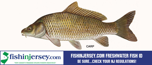 NJ Freshwater Fish ID 