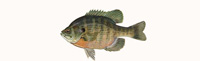 Bluegill Thumbnail Image - Click for larger image