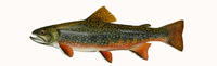 Brook Trout Thumbnail Image - Click for larger image