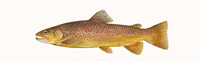 Brown Trout Thumbnail Image - Click for larger image