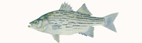 Hybrid Striped Bass Thumbnail Image - Click for larger image