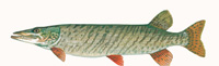 Muskellunge Thumbnail Image - Click for larger image
