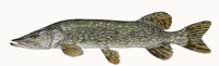 Northern Pike Thumbnail Image - Click for larger image