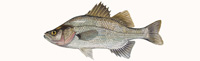 White Perch Thumbnail Image - Click for larger image