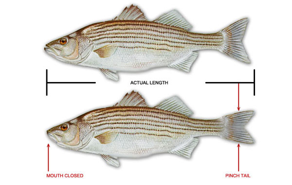 How to Measure Gamefish Image