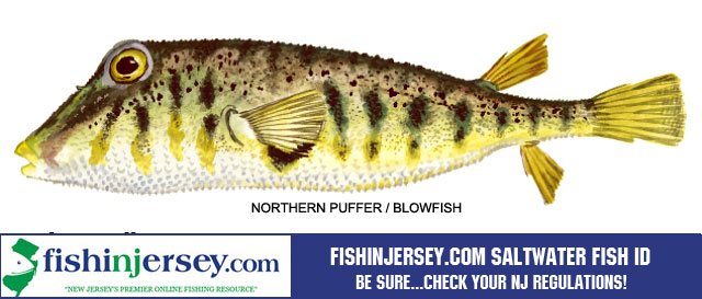 Blowfish Fishing in New Jersey