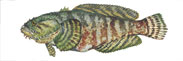 Oyster Toadfish Thumbnail Image - Click for larger image