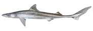 Spiny Dogfish Thumbnail Image - Click for larger image