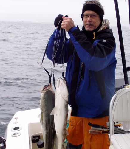 Three Jersey Stripers on one Umbrella Rig Image