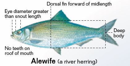 Image of Alewife