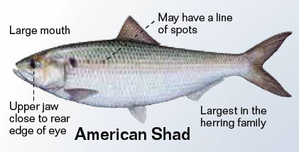 NJ State Record Tirggerfish Caught by Ron Pires