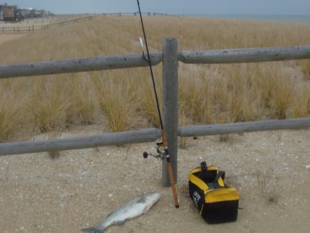 December stripers are smaller cleaner fish