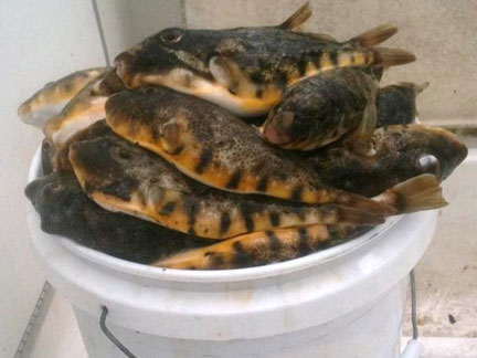 NJ State Record Tirggerfish Caught by Ron Pires