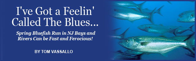 PaulHaertel on Fluke and Sea Bass Quotas Feature Article