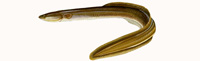 American Eel Thumbnail Image - Click for larger image
