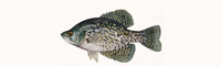 Black Crappie Thumbnail Image - Click for larger image