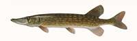 Chain Pickerel Thumbnail Image - Click for larger image