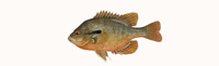 Green Sunfish Thumbnail Image - Click for larger image