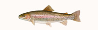 Rainbow Trout Thumbnail Image - Click for larger image