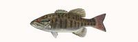 Smallmouth Bass Thumbnail Image - Click for larger image