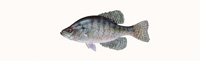 White Crappie Thumbnail Image - Click for larger image