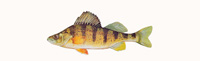 Yellow Perch Thumbnail Image - Click for larger image