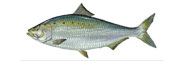 American Shad Thumbnail Image - Click for larger image