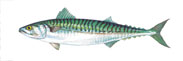Atlantic Mackerel Thumbnail Image - Click for larger image