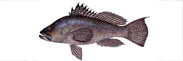Black Sea Bass Thumbnail Image - Click for larger image