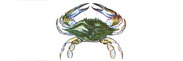 Blue Claw Crab Thumbnail Image - Click for larger image