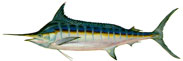 Blue Marlin Thumbnail Image - Click for larger image