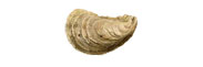 Eastern Oyster Thumbnail Image - Click for larger image
