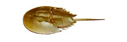 Horseshoe Crab Thumbnail Image - Click for larger image