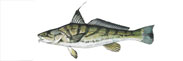 Northern Kingfish Thumbnail Image - Click for larger image