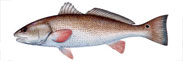 Red Drum Thumbnail Image - Click for larger image