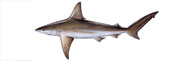 Sandbar Shark Thumbnail Image - Click for larger image