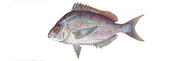 Scup / Porgy Thumbnail Image - Click for larger image