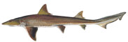 Smooth Dogfish Thumbnail Image - Click for larger image