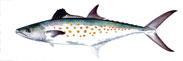 Spanish Mackerel Thumbnail Image - Click for larger image
