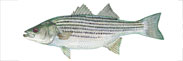Striped Bass Thumbnail Image - Click for larger image