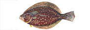 Summer Flounder / Fluke Thumbnail Image - Click for larger image