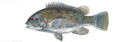 Tautog / Blackfish Thumbnail Image - Click for larger image