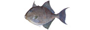Triggerfish Thumbnail Image - Click for larger image