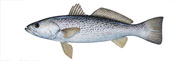 Weakfish Thumbnail Image - Click for larger image