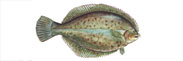 Winter Flounder Thumbnail Image - Click for larger image