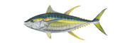 Yellowfin Tuna Thumbnail Image - Click for larger image