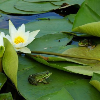Frogs on Lily Pads Feature Image
